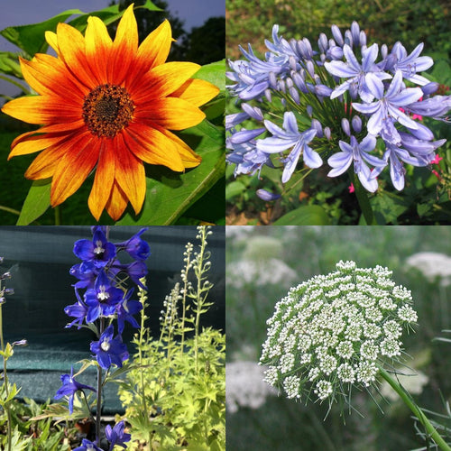 The Cut Flower Collection