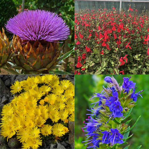 The Pollinator Collection