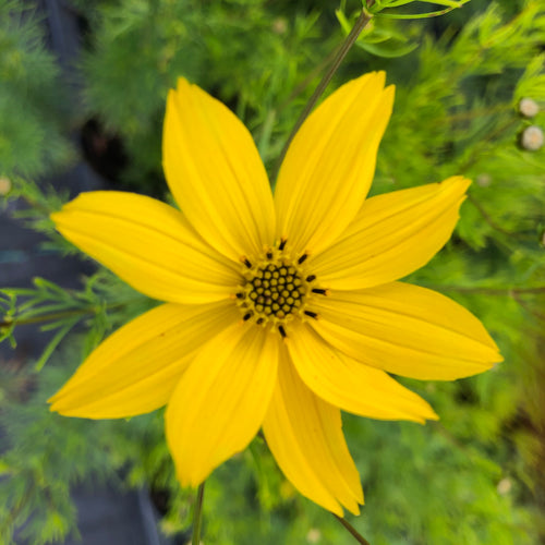 Coreopsis verticilliata Zagreb AGM