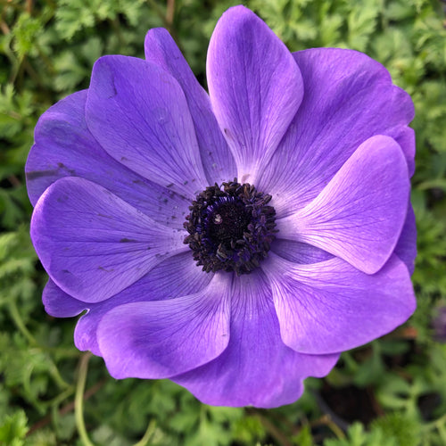 Anemone coronaria Harmony Blue