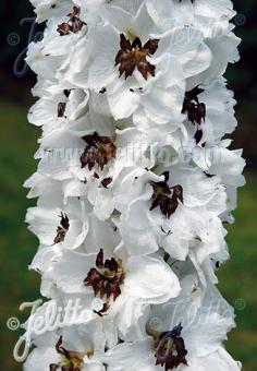 Delphinium Percival