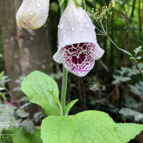 Digitalis Pam's Choice AGM