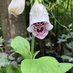 Digitalis Pam's Choice AGM