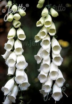 Digitalis purpurea Snow Thimble