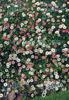 Erigeron karvinskianus Profusion AGM