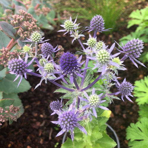 Eryngium planum Blue Hobbit