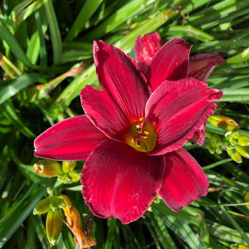 Hemerocallis Chicago Blackout (1 litre pot)