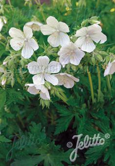 Geranium pratense albiflorum