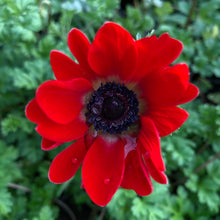 Load image into Gallery viewer, Anemone coronaria Harmony Scarlet
