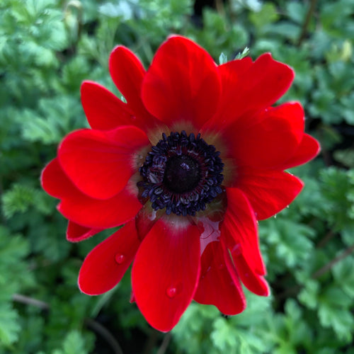 Anemone coronaria Harmony Scarlet