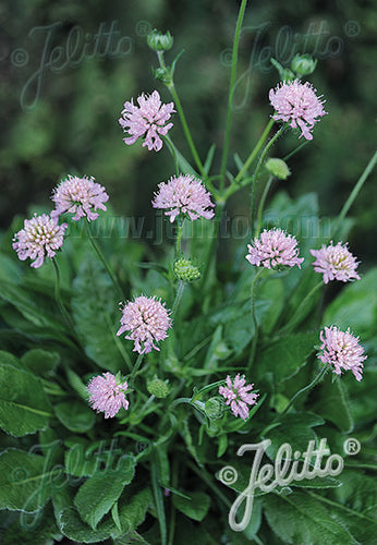 Knautia macedonica  Midget Mauves