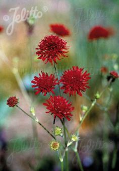Knautia macedonica Red Knight