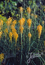 Load image into Gallery viewer, Kniphofia galpinii
