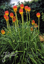 Load image into Gallery viewer, Kniphofia rooperi  AGM
