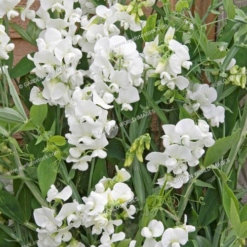 Lathyrus latifolius White Pearl AGM