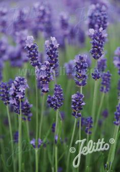 Lavandula angustifolia Hidcote  AGM