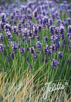 The Lavander Hedge Collection
