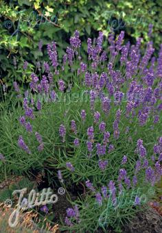 Lavandula angustifolia Munstead