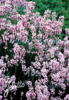 Lavandula angustifolia Rosea