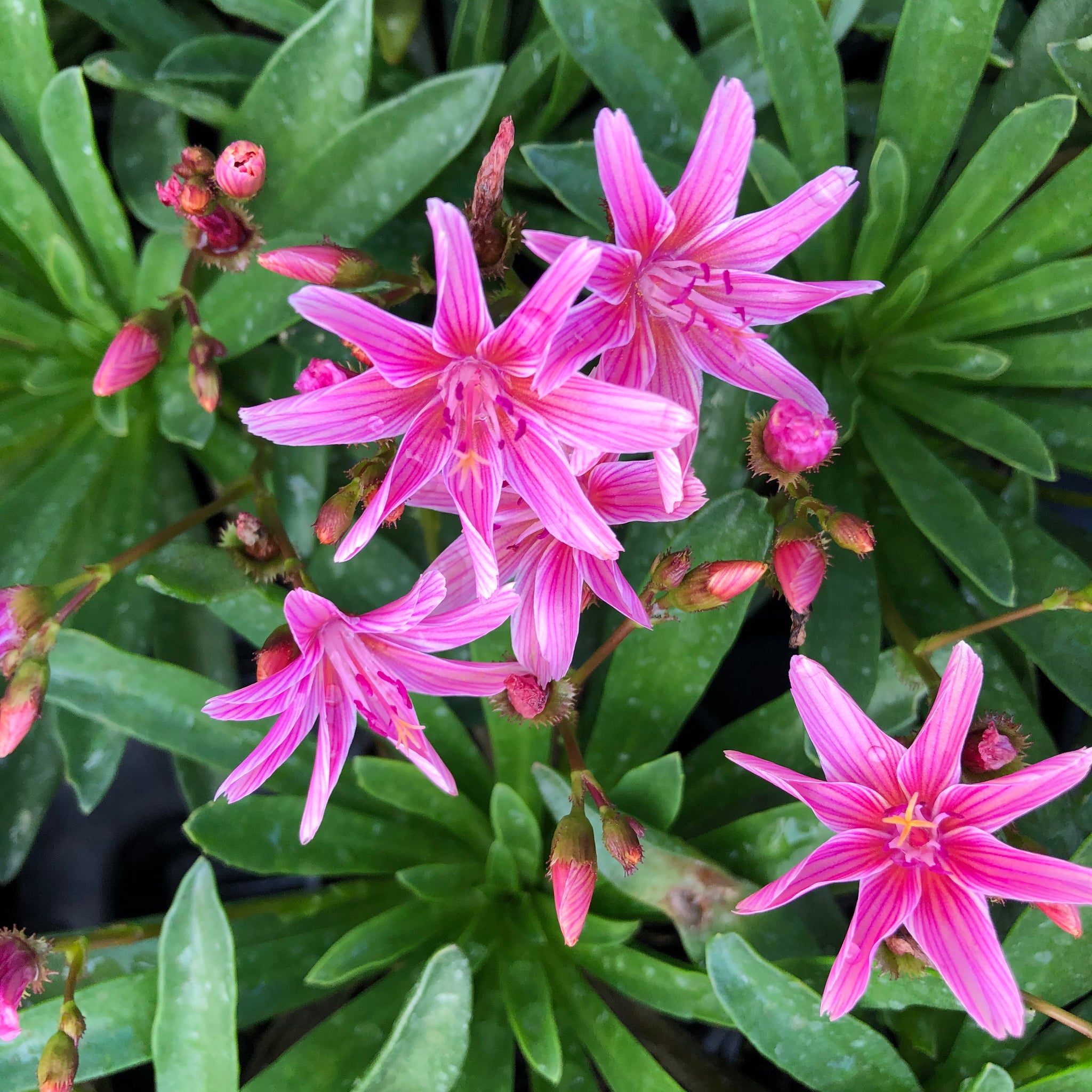 Lewisia Little Raspberry – Abell Perennials