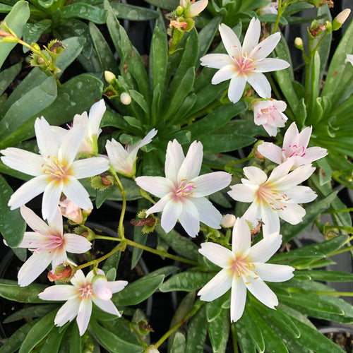 Lewisia Little Snowberry