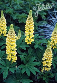Lupinus  Chandelier