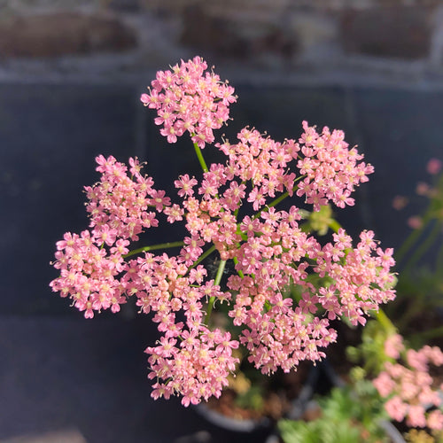Pimpinella major Rosea