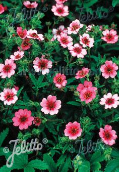 Potentilla nepalensis Shogran