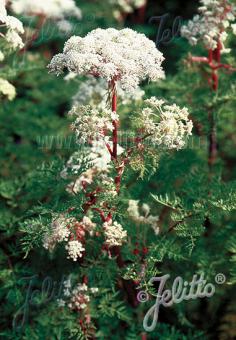 Selinum wallichianum  AGM