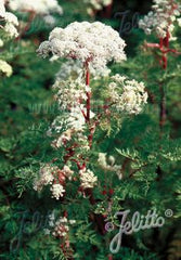 Selinum wallichianum  AGM