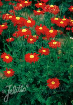 Tanacetum coccineum Robinson's Red