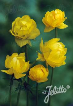 Trollius europaeus  Lemon Supreme