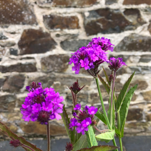 Verbena rigida Santos Purple  AGM
