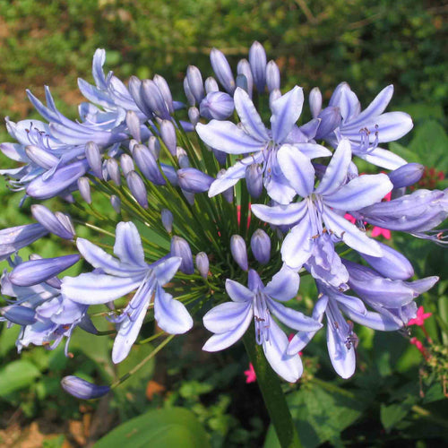 Agapanthus umbellatus Blue Umbrella