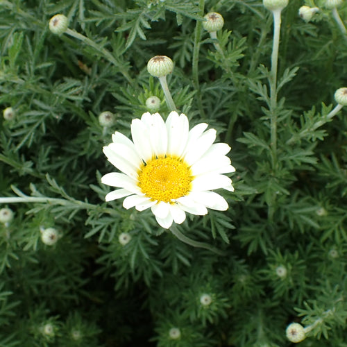 Anthemis E.C. Buxton