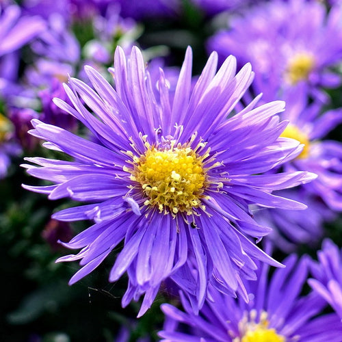 Aster dumosus Blue Sapphire
