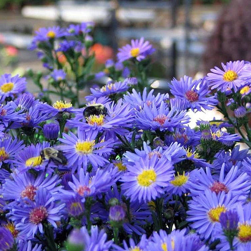 Aster novi-belgii Blue Lagoon