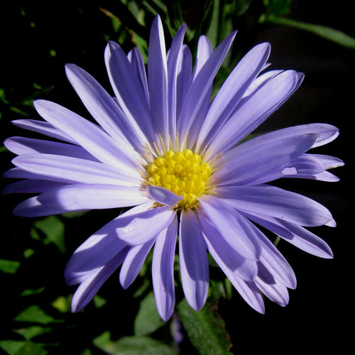 Aster novi-belgii Marie Ballard