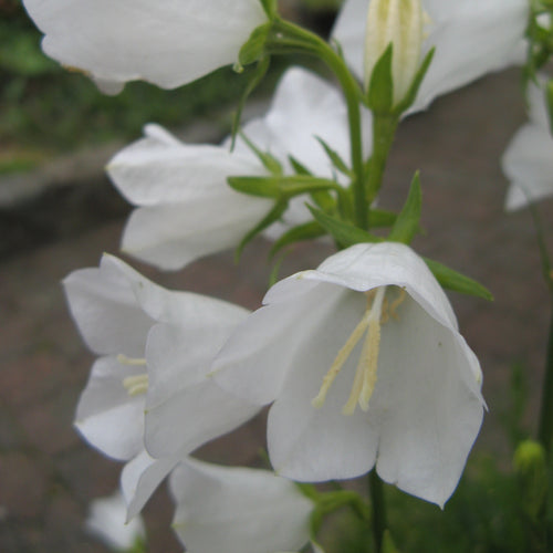 Campanula persicifolia Grandiflora Alba