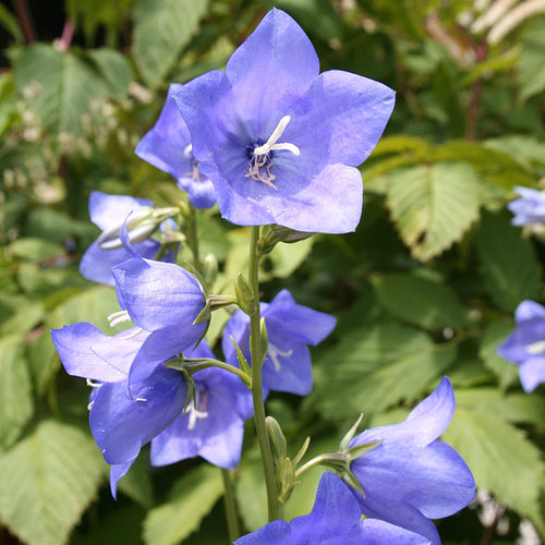 Campanula persicifolia Blue