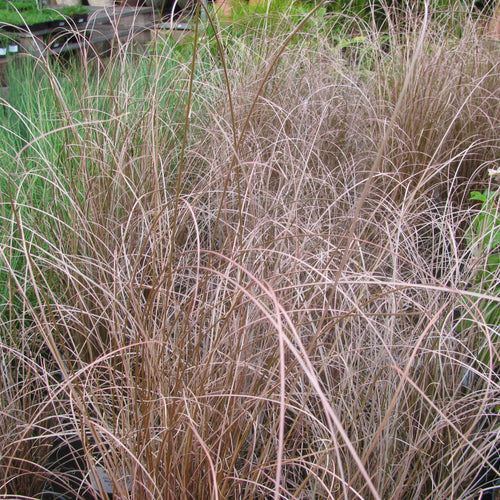 Carex buchananii Red Rooster