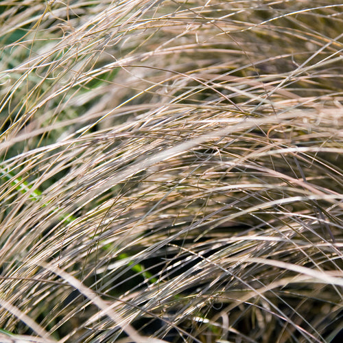 Carex flagellifera Toffee Twist