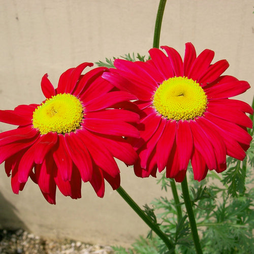 Chrysanthemum coccineum Robinson Red