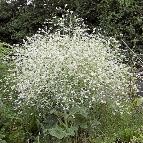 Crambe cordifolia