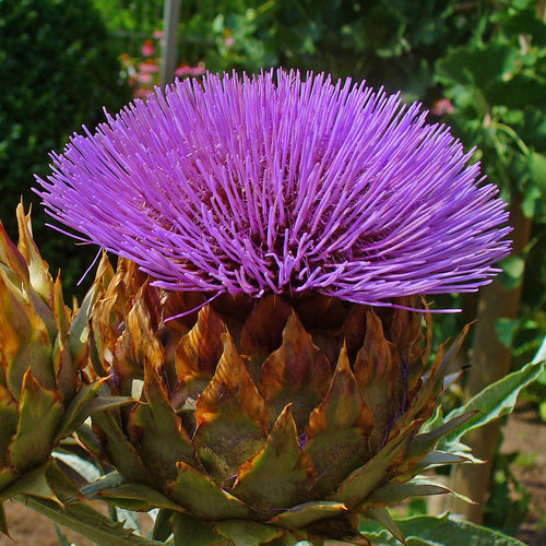 Cynara cardunculus AGM
