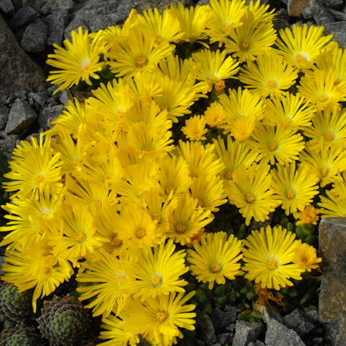 Delosperma congestum Golden Nugget