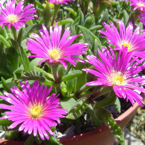 Delosperma sutherlandii AGM