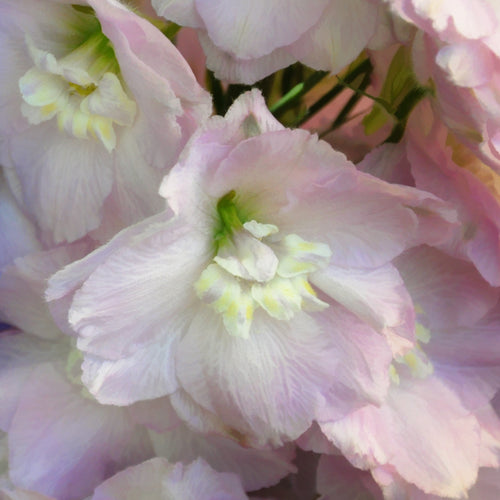 Delphinium Astolat