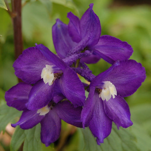 Delphinium Black Knight
