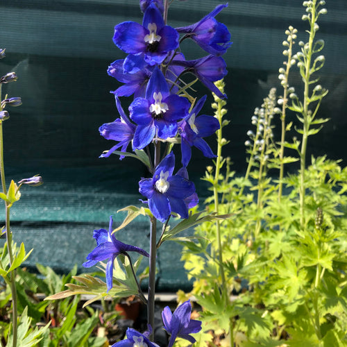 Delphinium Blue Bird